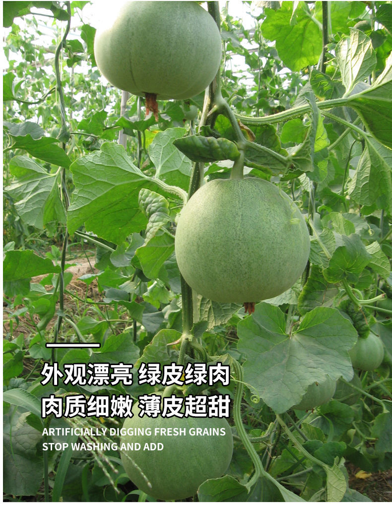 日本甜宝甜瓜苗  【有好苗】，香瓜苗，湖南基地直供各类甜瓜苗