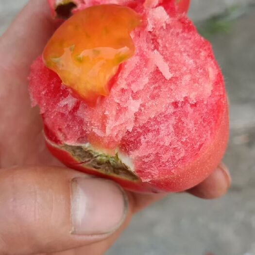 自贡硬粉西红柿 自贡市粉红西红柿大量上市