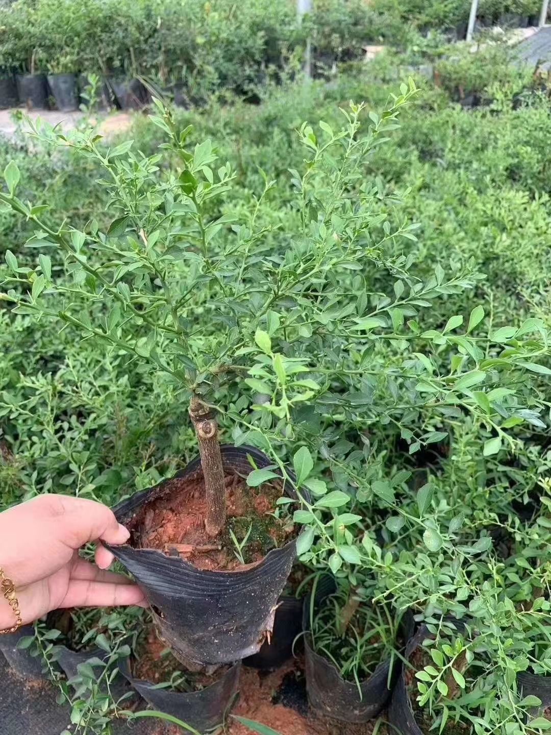 手指柠檬苗 也称指橙 适合地栽盆栽 正品嫁接苗 结果快 包邮