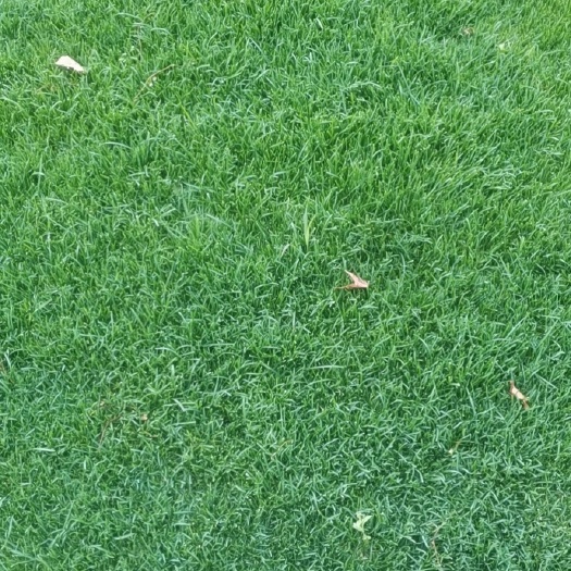 早熟禾草坪  基地直销草坪没有中间商赚差价，质量有保证