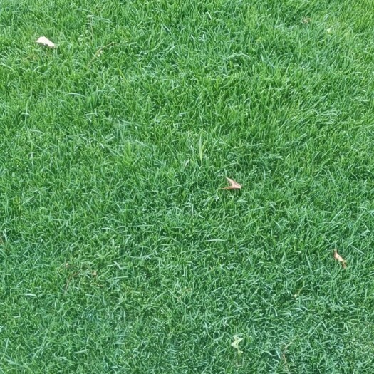 北京早熟禾草坪  基地直销草坪没有中间商赚差价，质量有保证