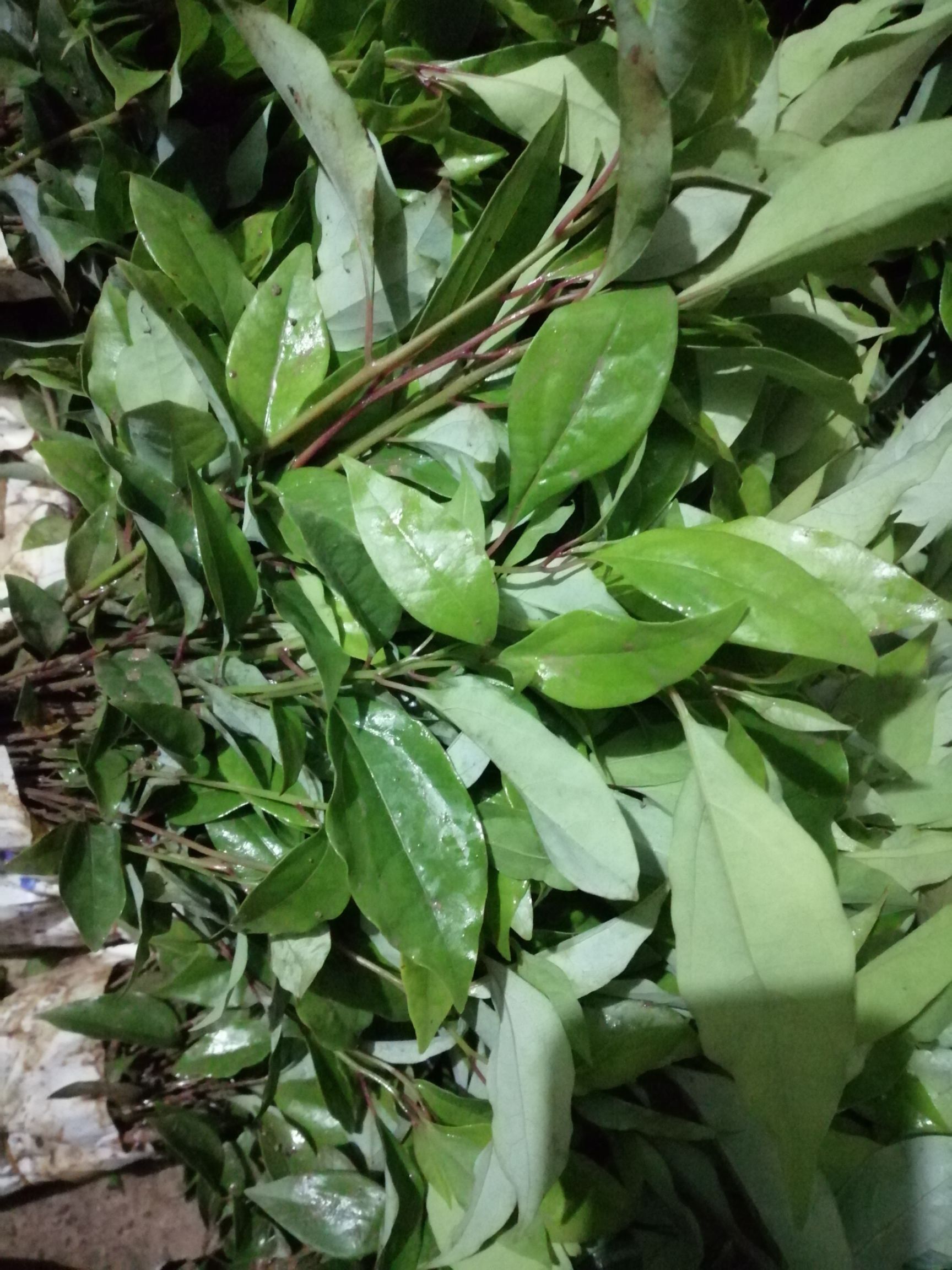 小叶樟  香樟苗