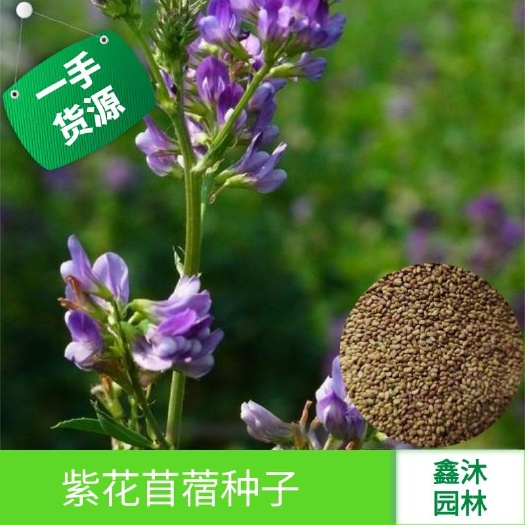 隆德县苜蓿草种子  紫花苜蓿种子多年生长，牧草之王