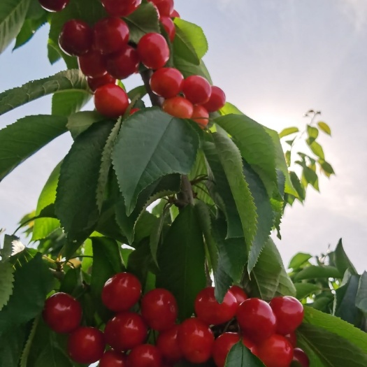 赞皇县 石家庄赞皇露天大樱桃大量批发