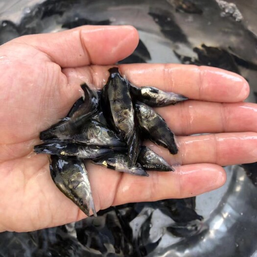 上饶桂鱼苗  【精选】4-5公分桂花鱼苗价格 贵鱼苗养殖技术指导