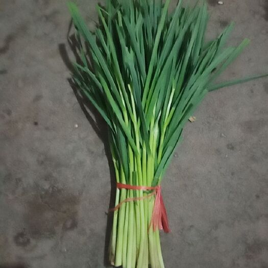 行唐县白根蒜苗 50 - 60cm