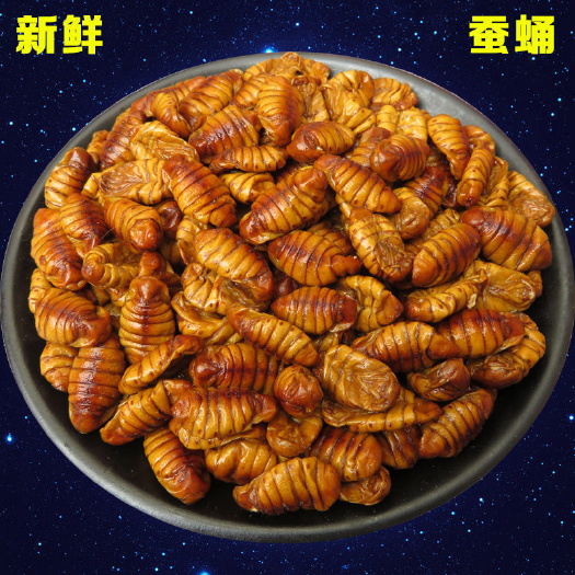 广州【山东蚕蛹】新鲜桑蚕蛹鲜活速冻蚕蛹湿蚕蛹金丝蛹蝉蛹蛹子蚕蛹干