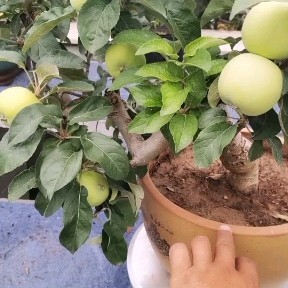 新沂市苹果盆栽＃家庭种植