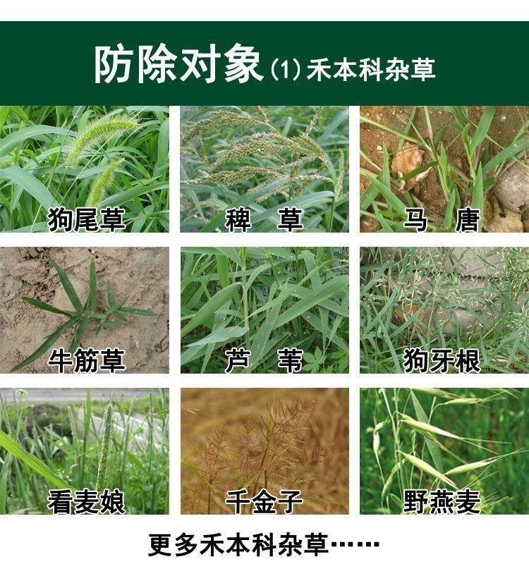 硝磺莠去津  苯唑草酮莠去津玉米苗后专用除草剂各种玉米通用安