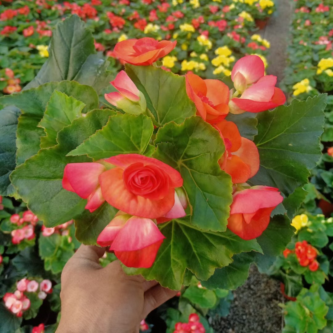 青州市丽格海棠盆栽花卉重瓣四季开花玫瑰海棠带花苞室内阳台植物美观