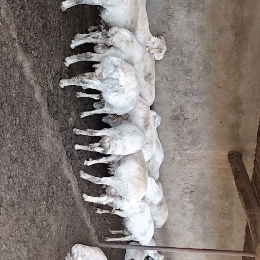 武威 绵羊