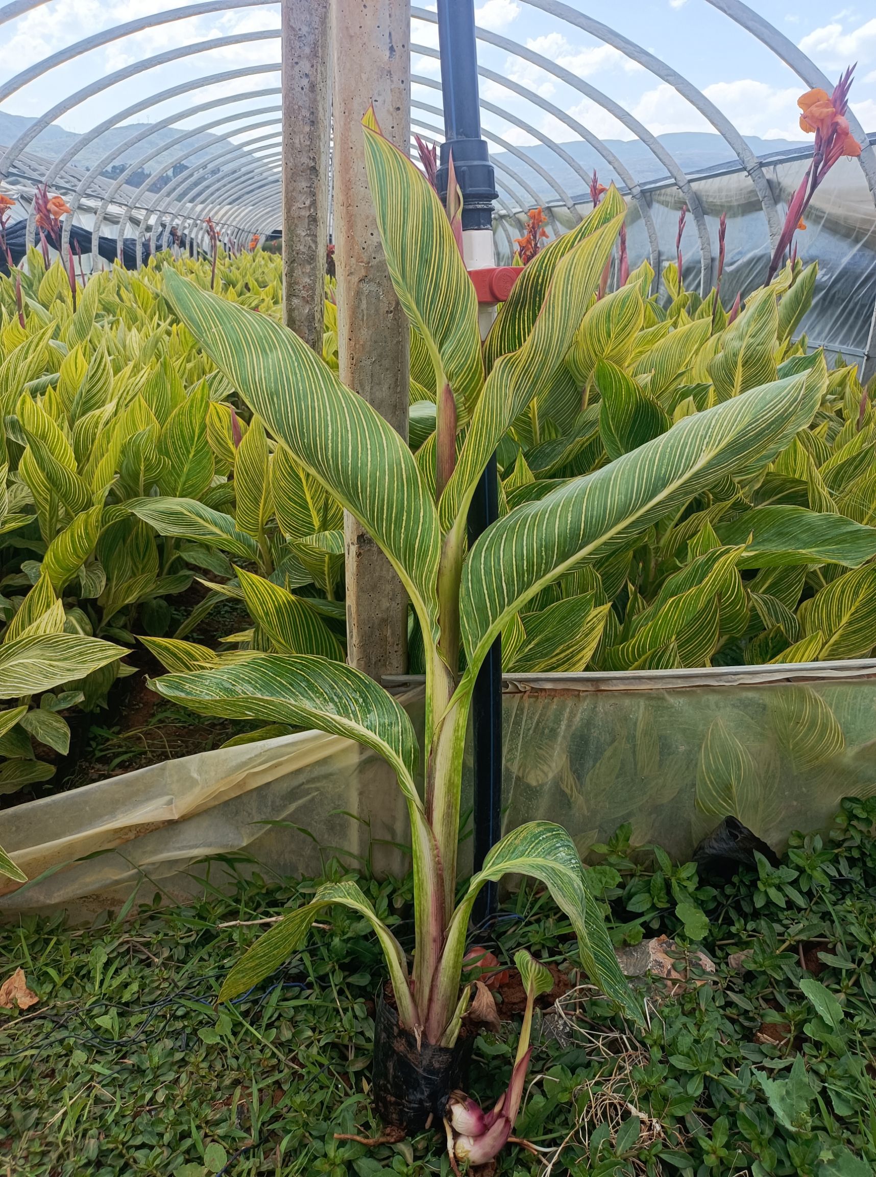 花叶美人蕉 多年生花叶美人蕉 花叶美人蕉各种规格