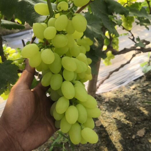 饶阳县维多利亚葡萄 河北省衡水市饶阳县 一级果 