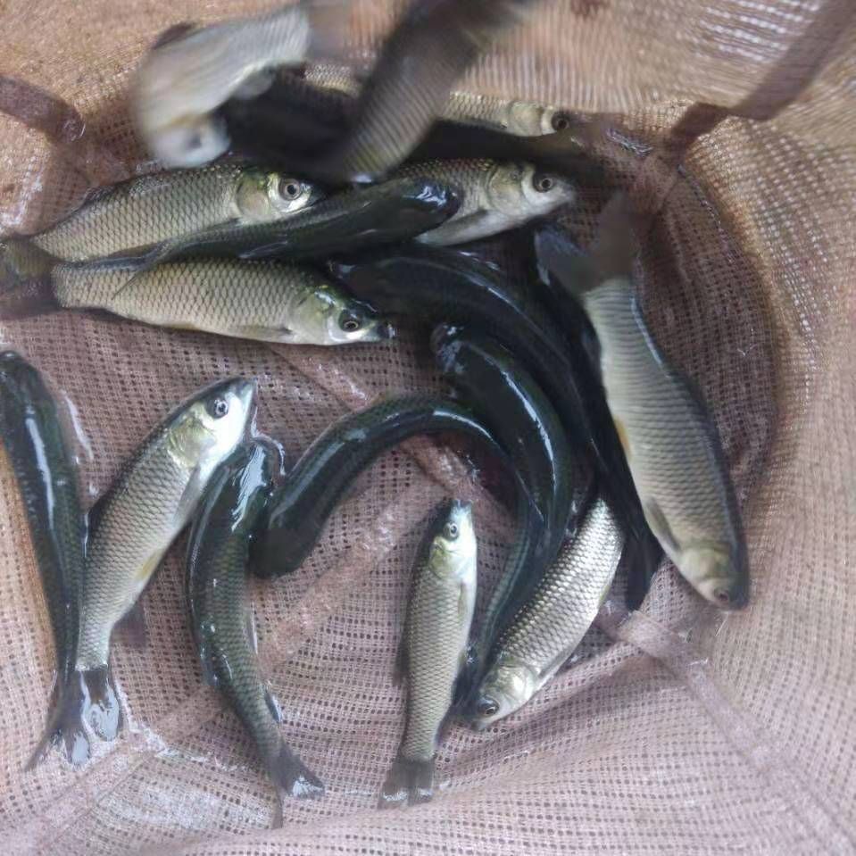 草鱼苗 草鱼鲫鱼鲤鱼花白鲢鱼苗 优质鱼苗  支持渝云贵川送货