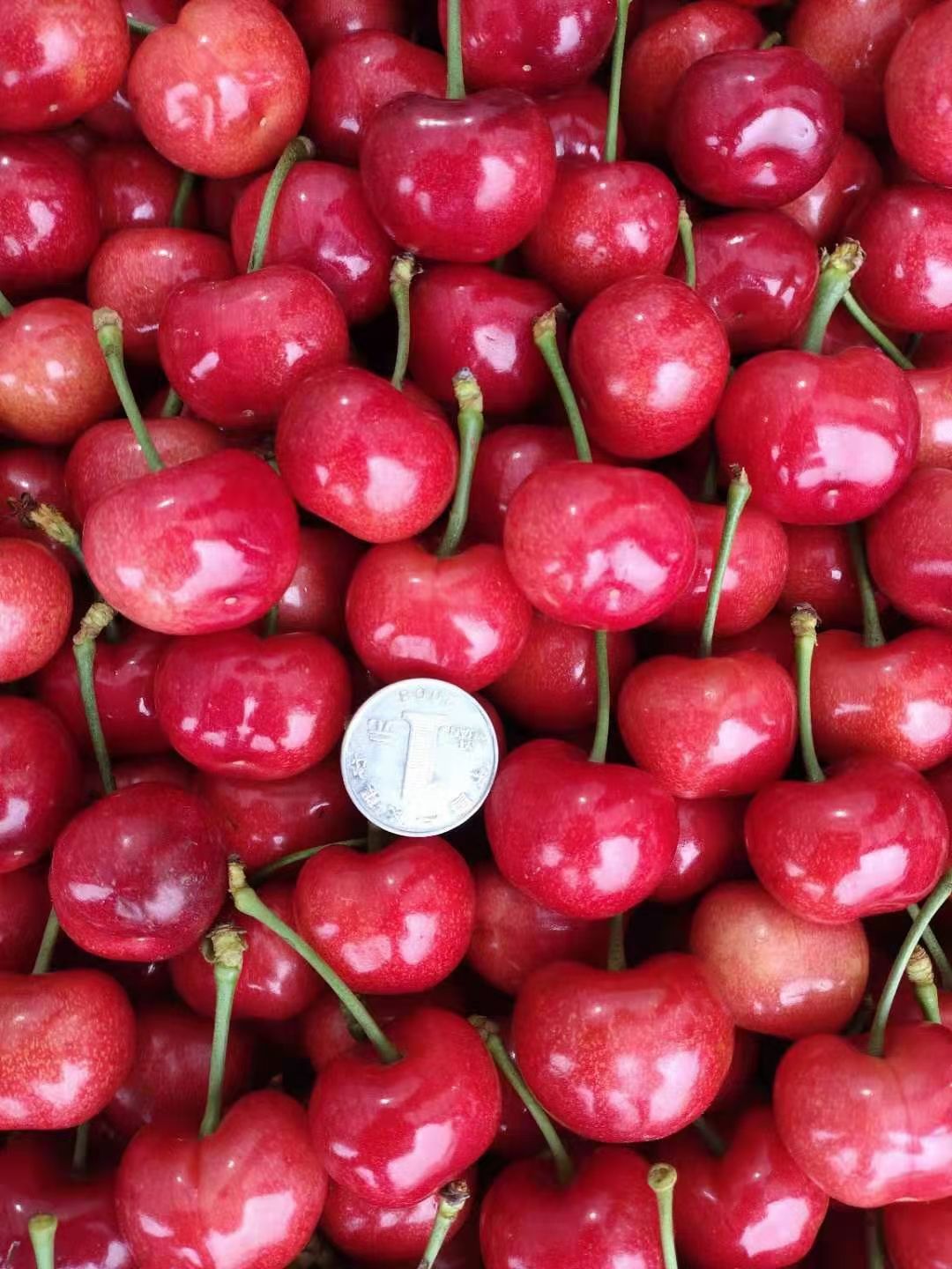 露天大樱桃量大货源足，欢迎新老客户前来订购。