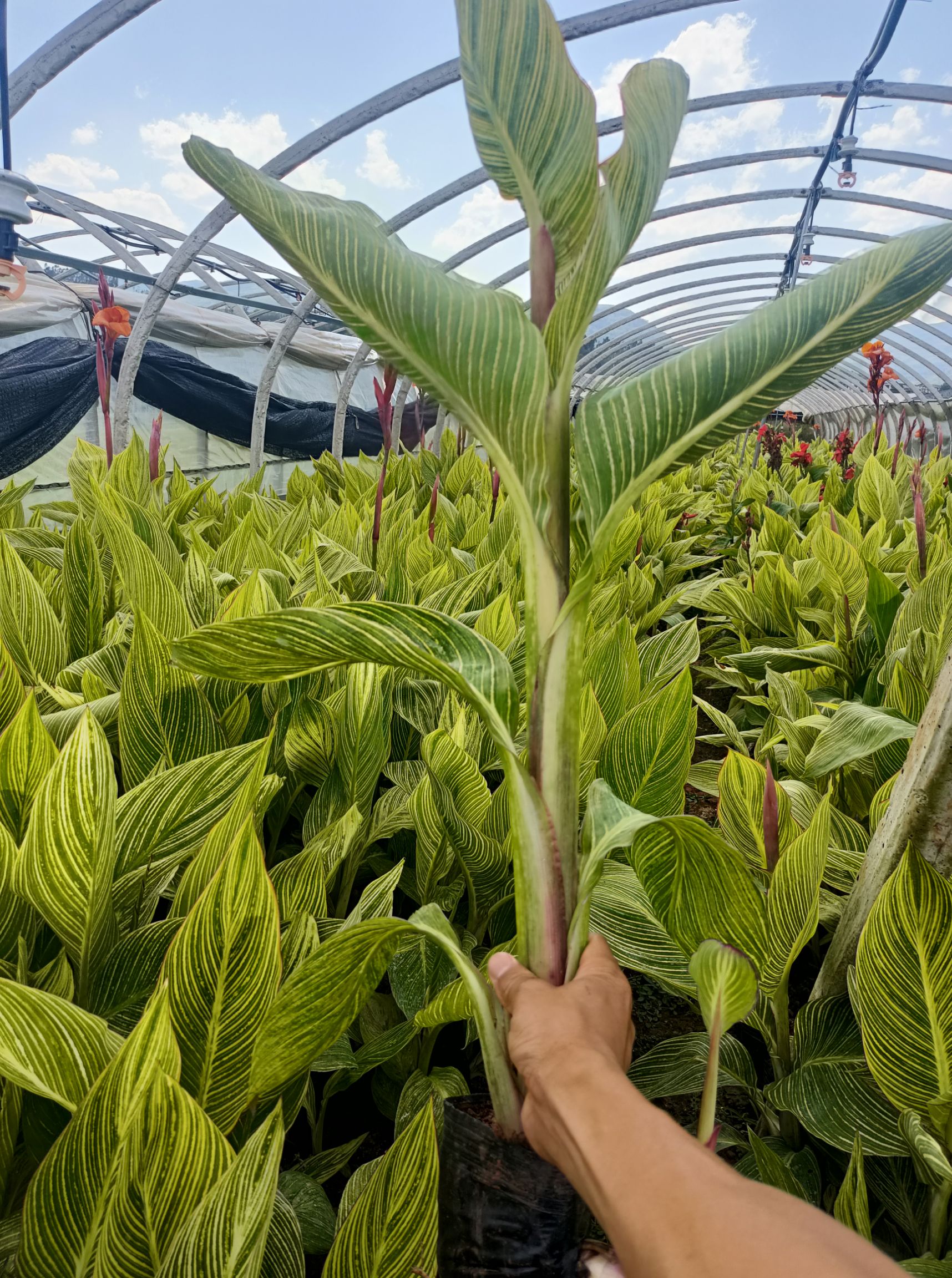 花叶美人蕉 多年生花叶美人蕉 花叶美人蕉各种规格