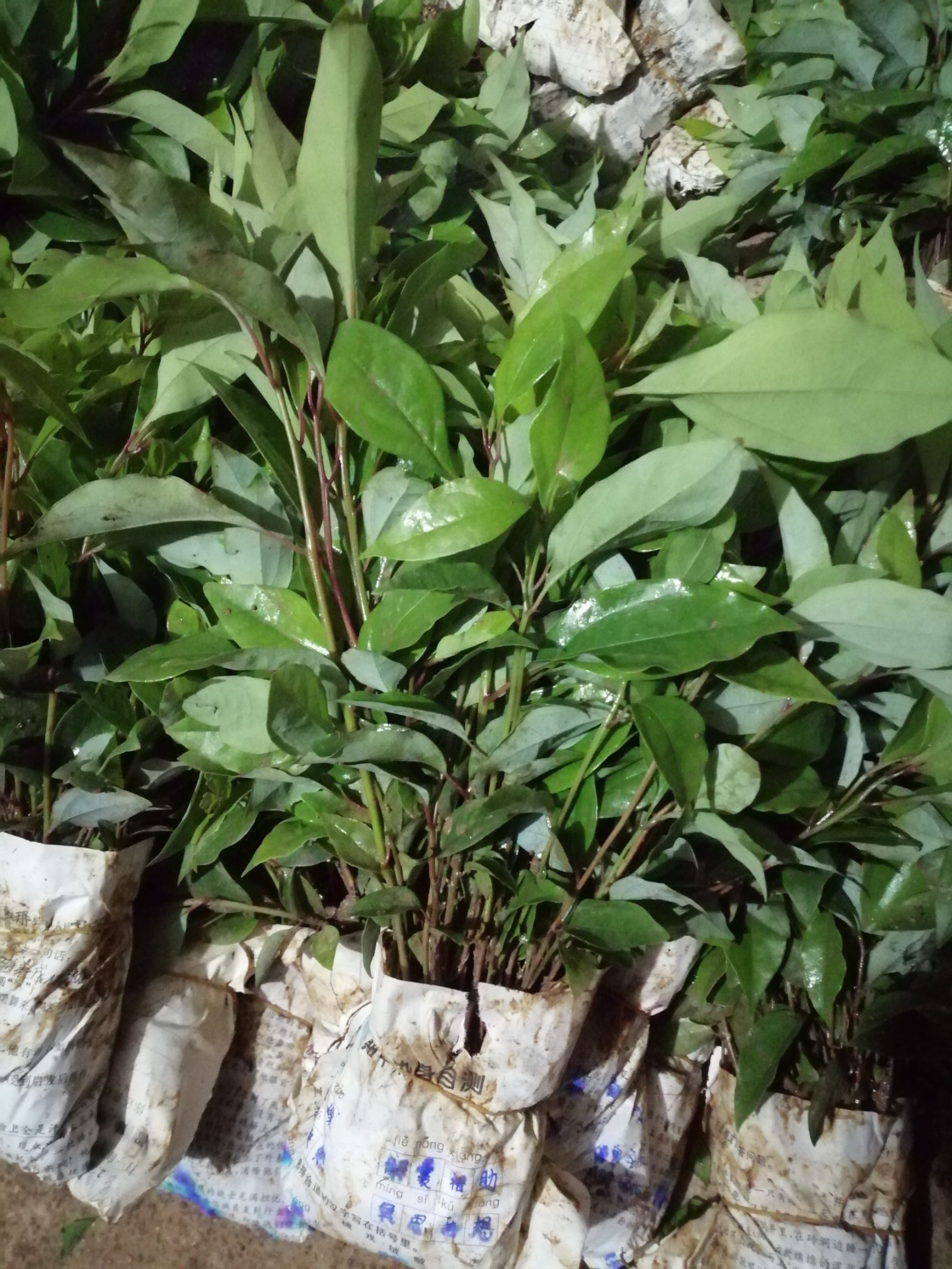 小叶樟  香樟苗