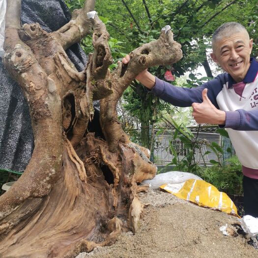 成都小叶朴  全川独一黄金朴树桩，别墅园林镇宅大货