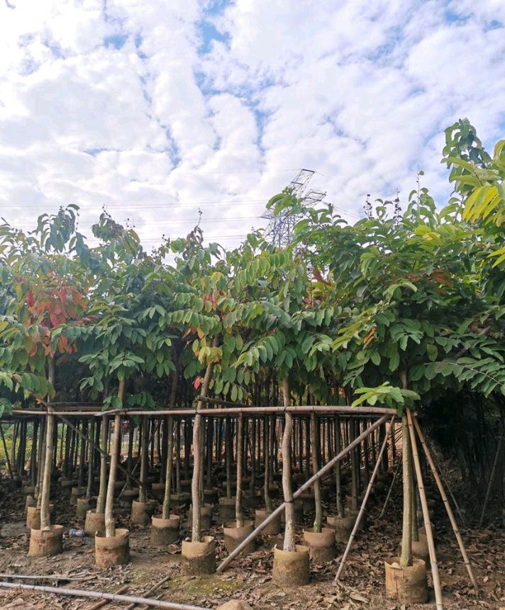 大花紫薇  5-10公分大叶紫薇
