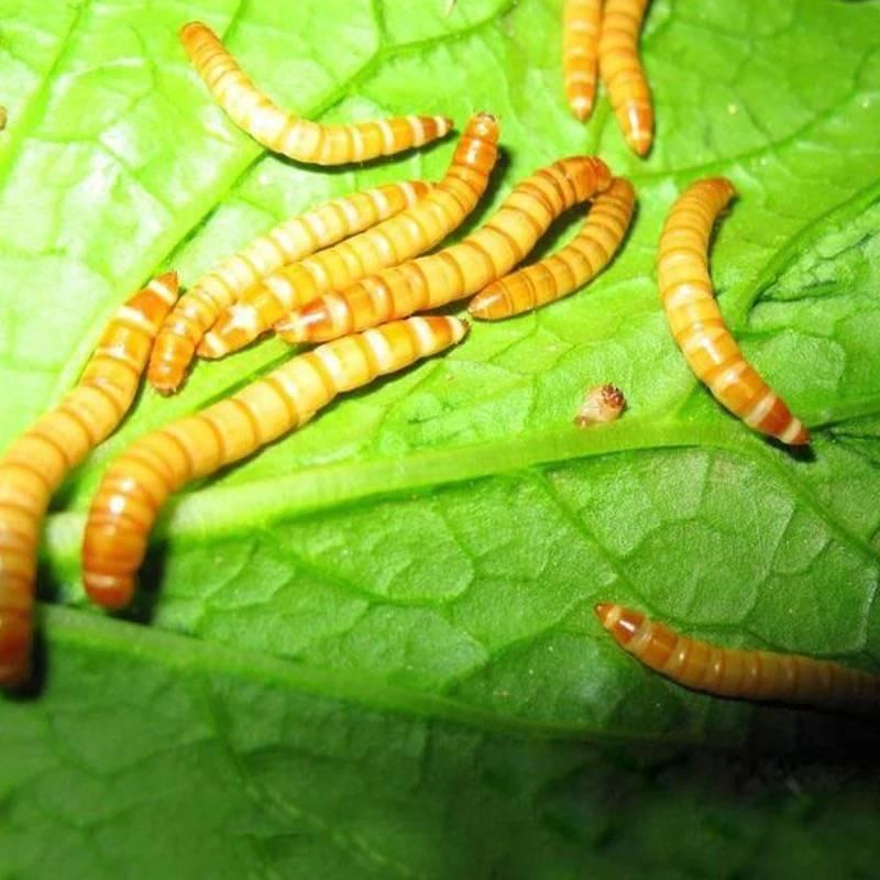 黄粉虫活体面包虫活体鱼石蛙龙鱼黄粉虫黄粉虫宠物饲料
