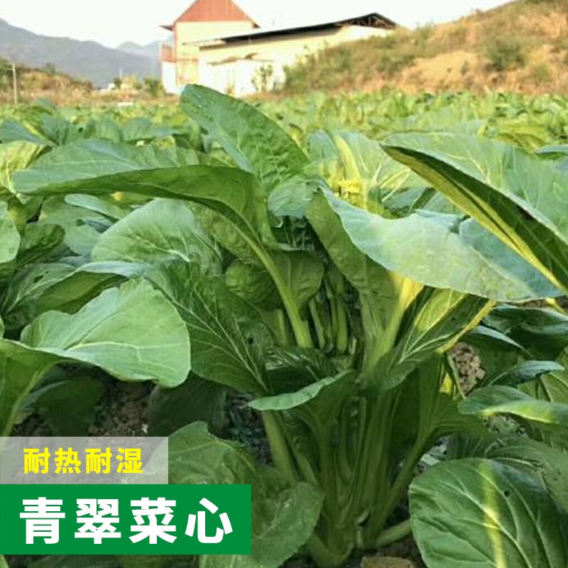 广东甜菜心种子粗菜心种子四季菜心种子甜菜苔种子甜粗菜苔种子