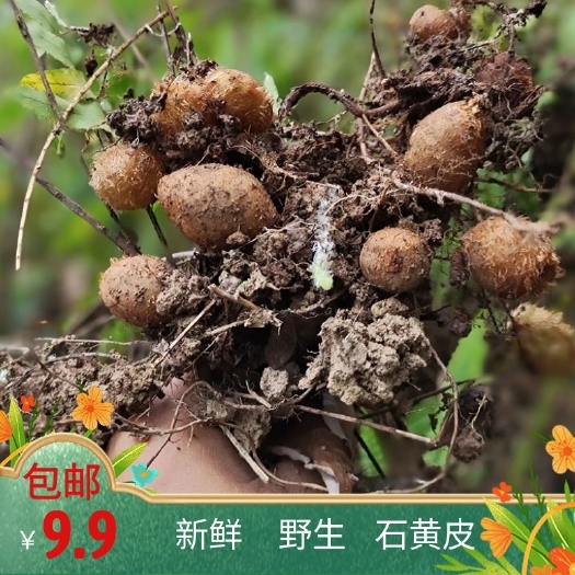 乐业县广西新鲜石黄皮肾蕨果化狗儿凤凰蛋圆羊齿石枇杷批发零售一斤包邮