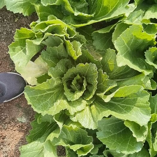 嵩明县包心芥菜 包芯芥菜大量上市中！