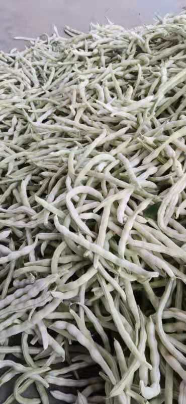 城固县白不老四季豆 四季豆，白不老，条直，颜色好