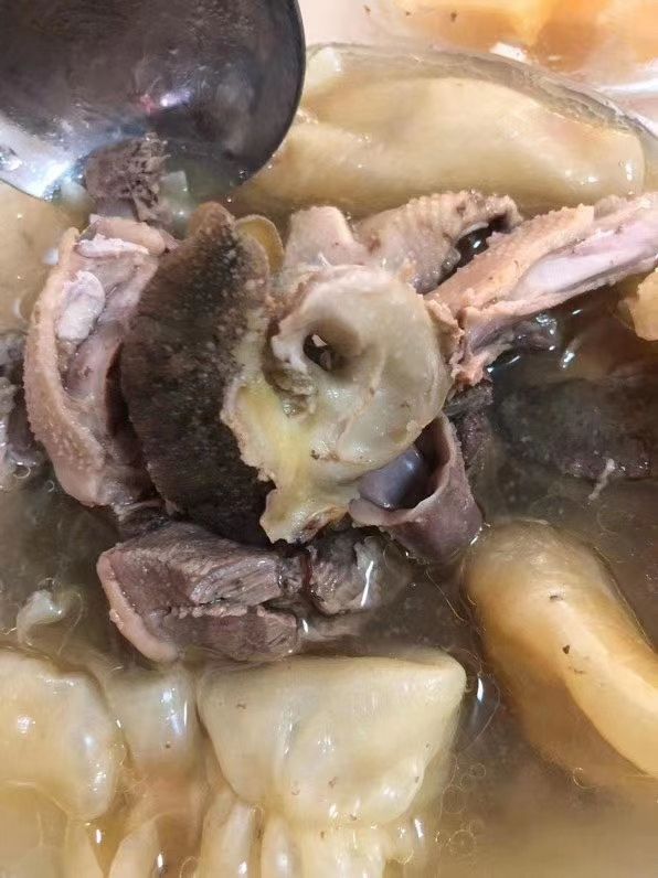 马蹄螺 海螺