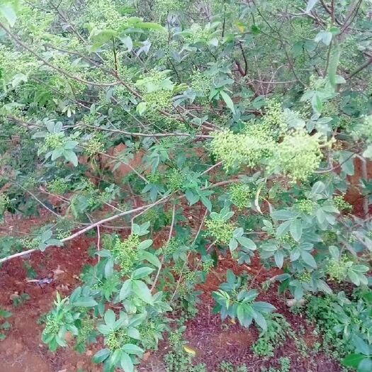 昆明青花椒  今年的花椒寻找收购商