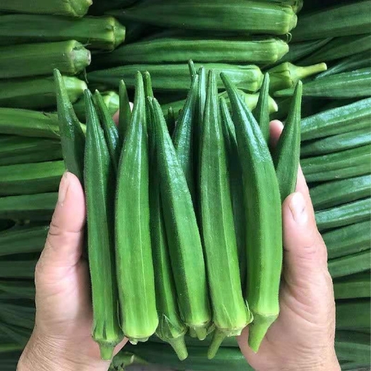 化州市 【精品包邮】现摘现发新鲜秋葵，冰镇爽口，凉拌嫩滑！