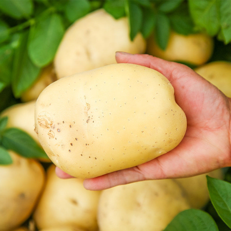 沂水县荷兰15  荷兰十五 土豆  产地大量供应 全国发货中