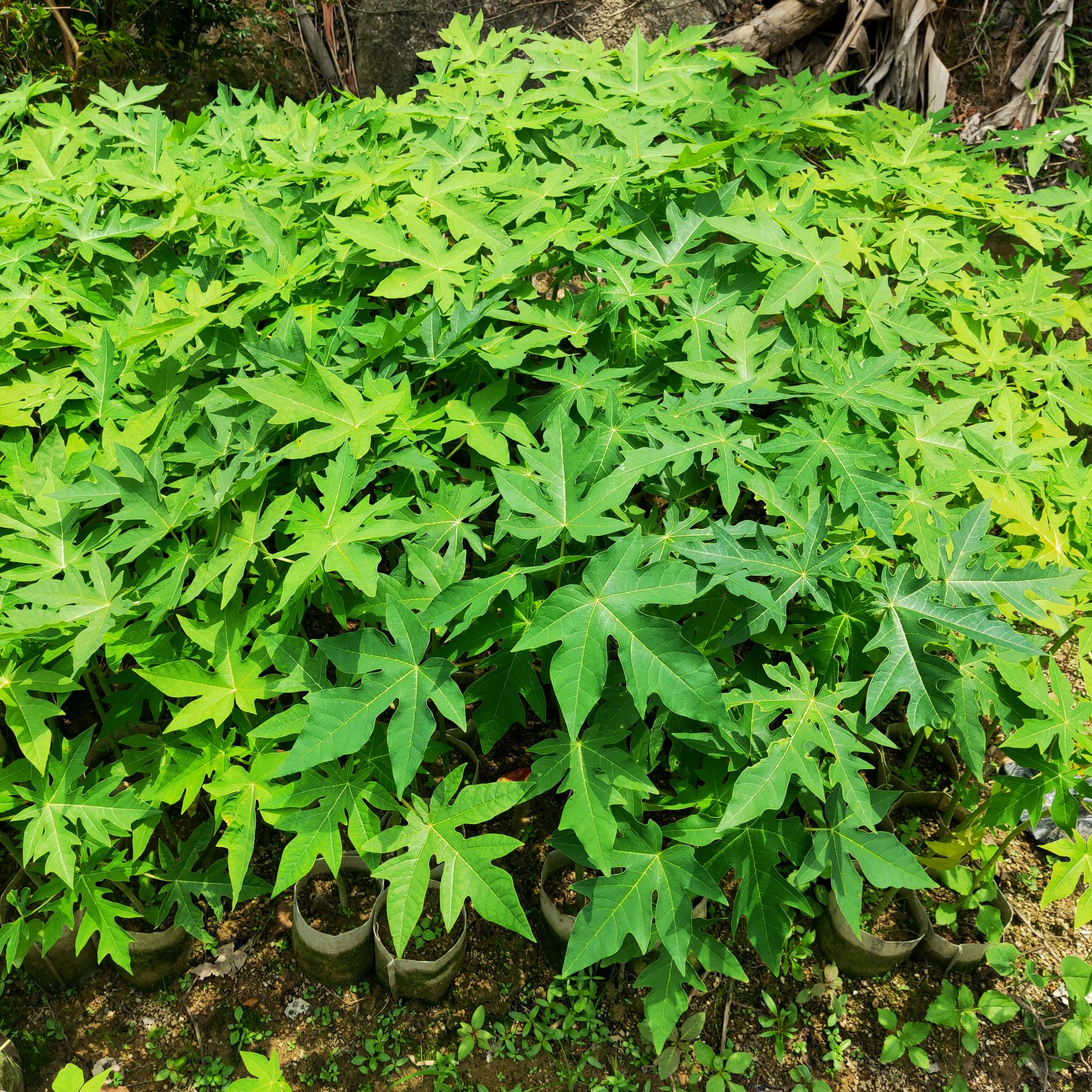 大青红心木瓜苗，带杯带土种植3到5个月就挂果