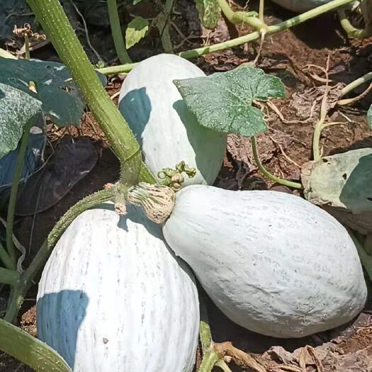 宾阳县【基地直供】 清蒸金瓜