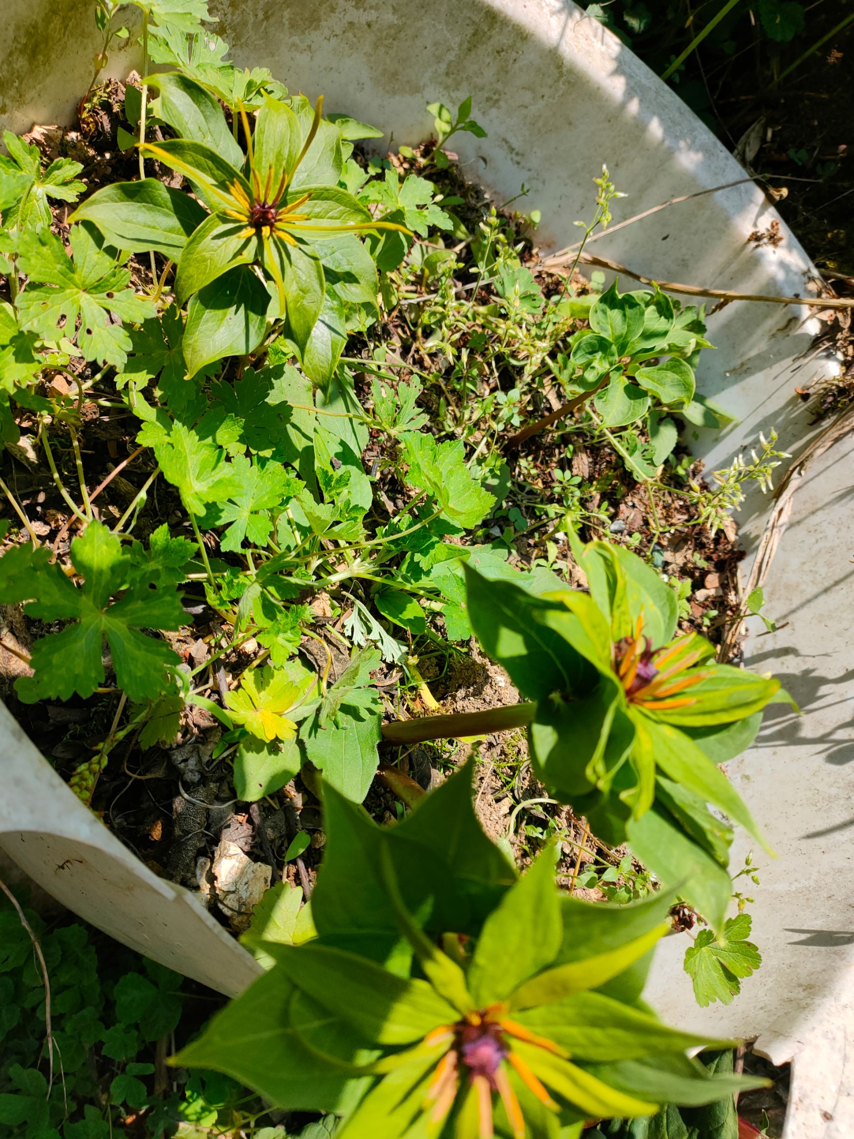 矮杆滇重楼 重楼