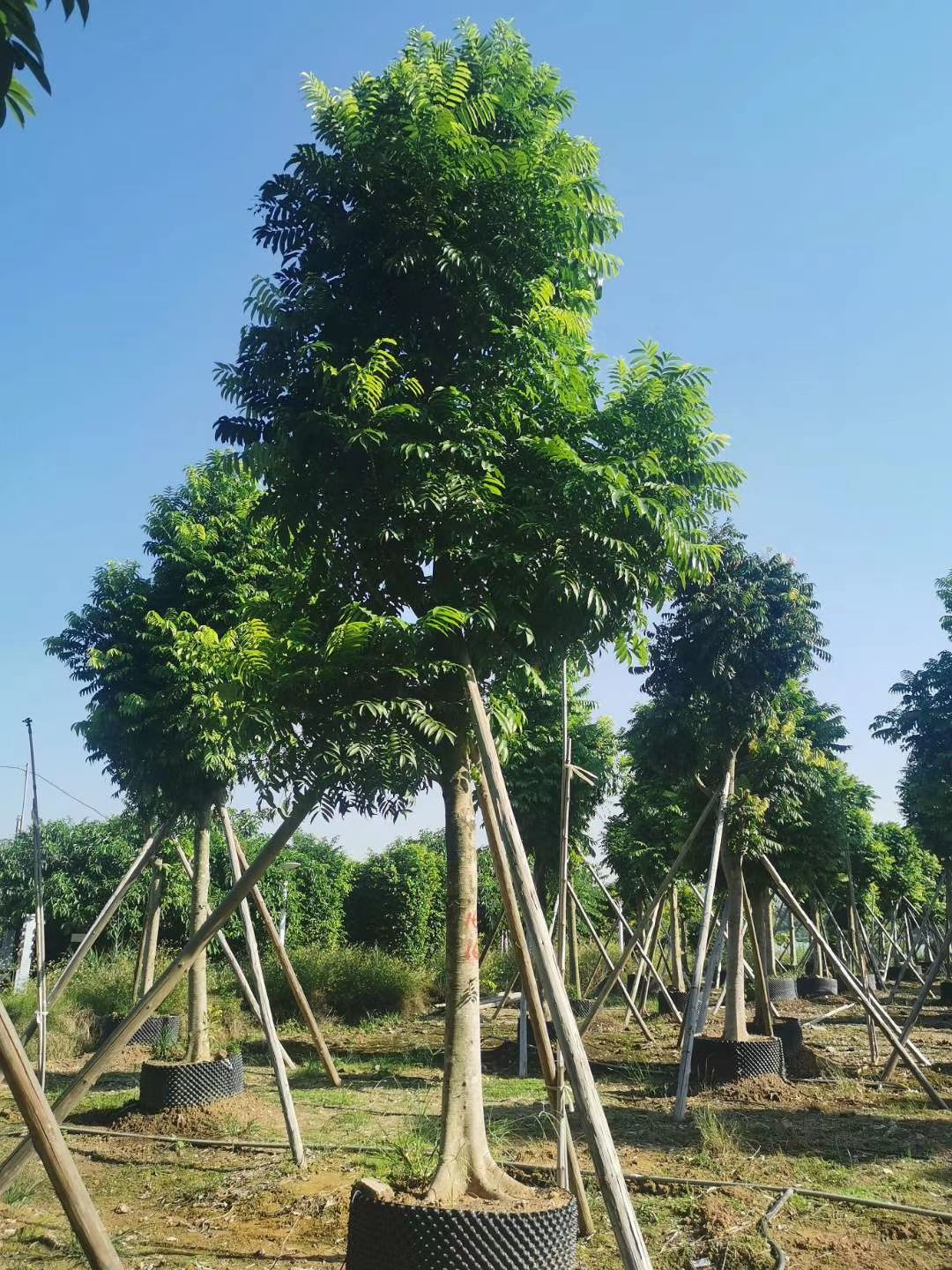人面子树  批发自家仁面子（人面子）米径：12-15公分袋苗 假植苗
