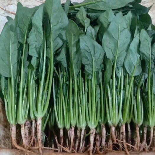 长春 精品菠菜