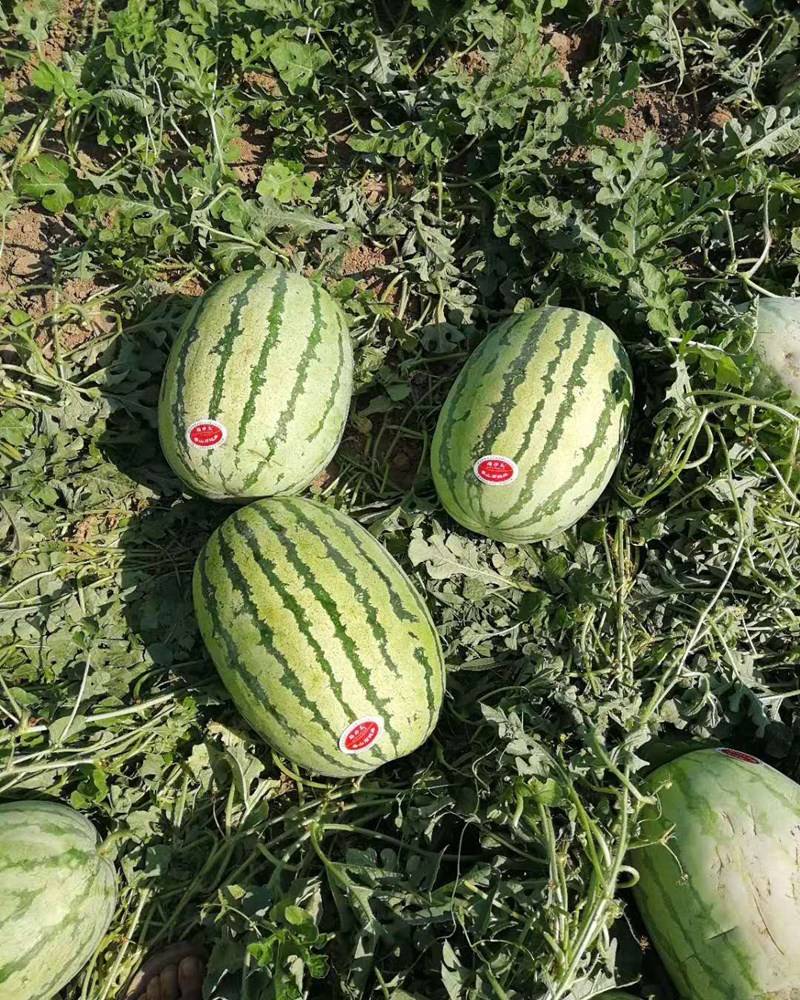 西瓜苗,西农西瓜苗，金城龙卷风西瓜苗
