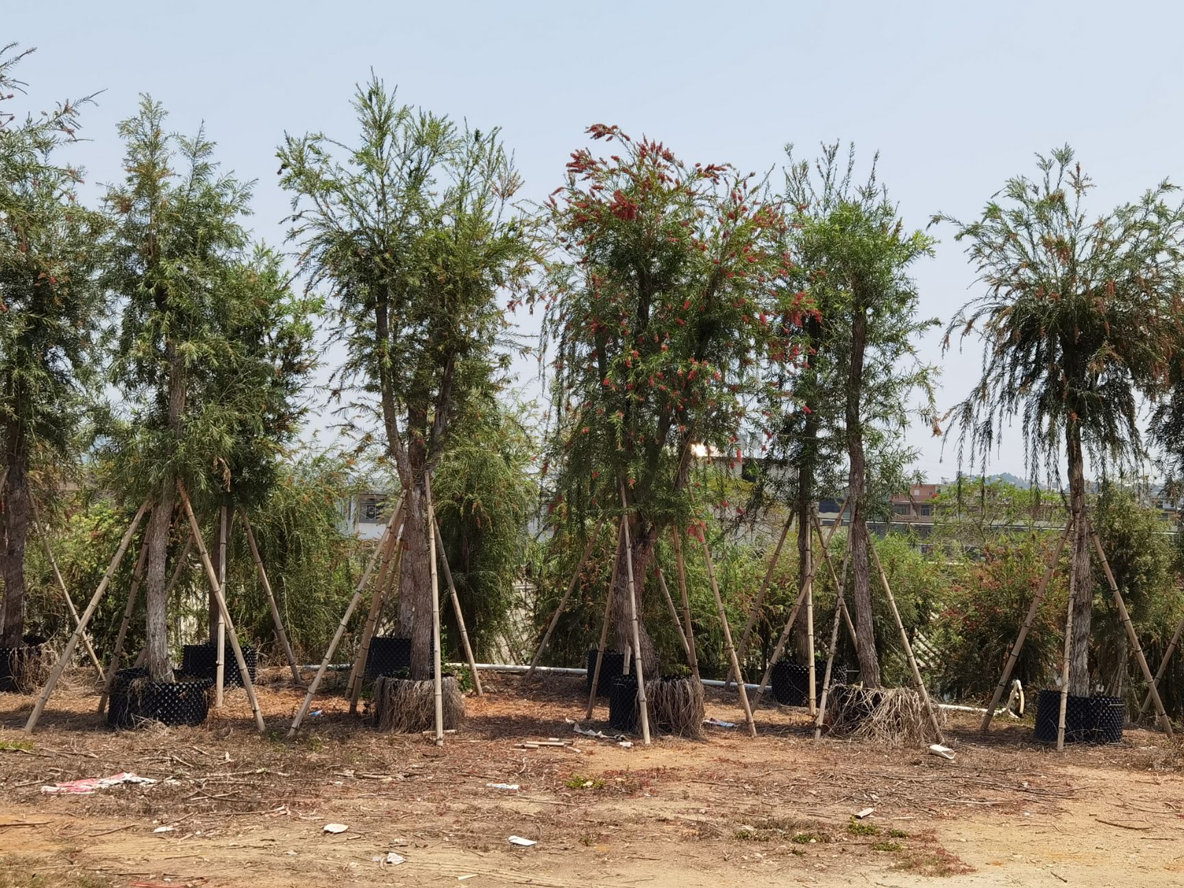 串钱柳（红千层）米径：12-15公分袋苗和假植苗出售批发