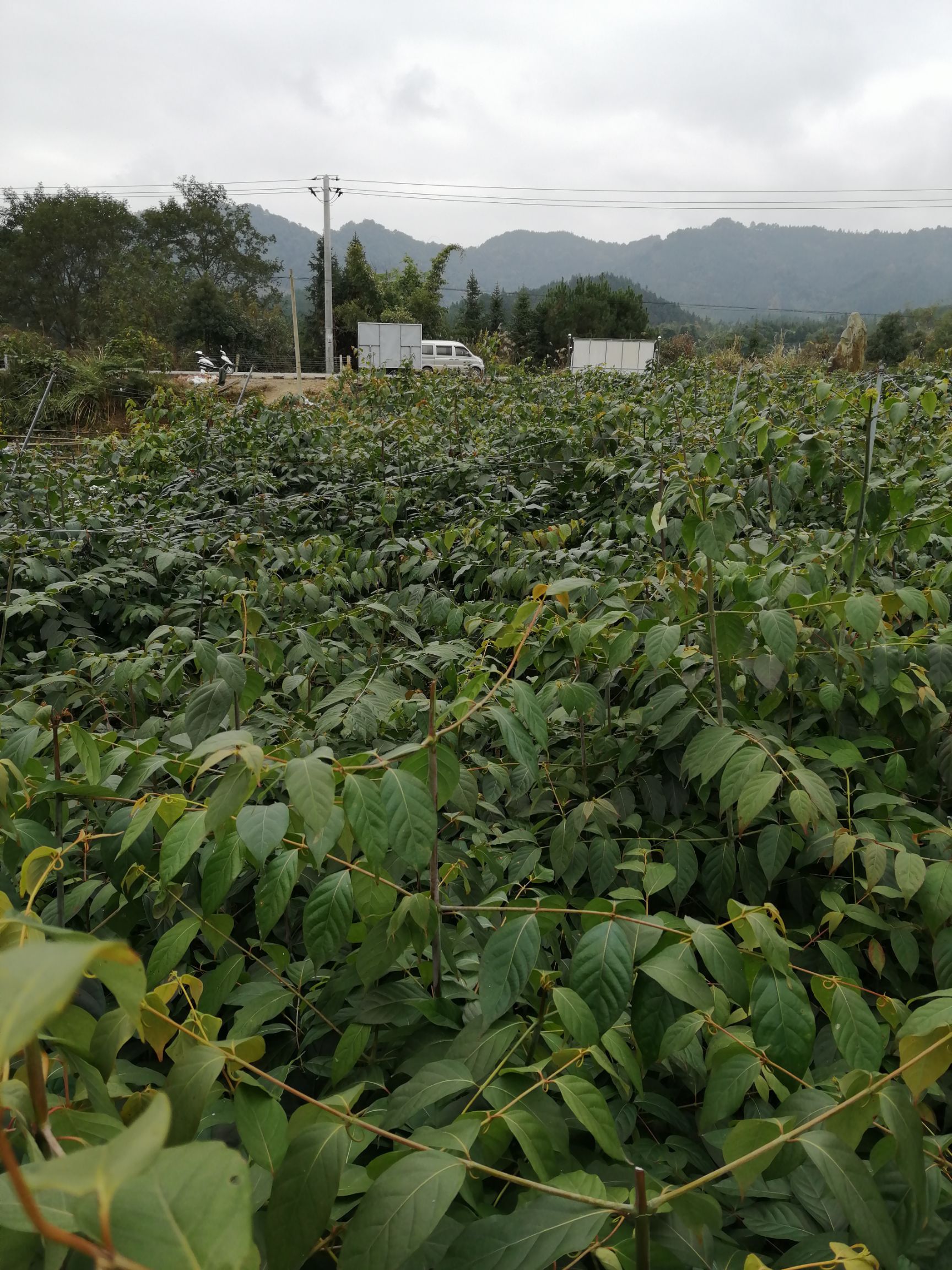 广西黄金金钩藤苗双钩藤红芽钩藤苗高含量钩藤苗