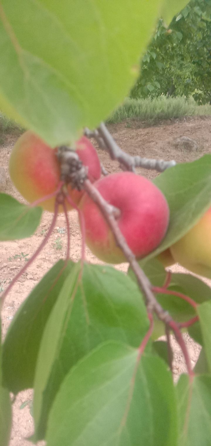  泾阳县梅杏