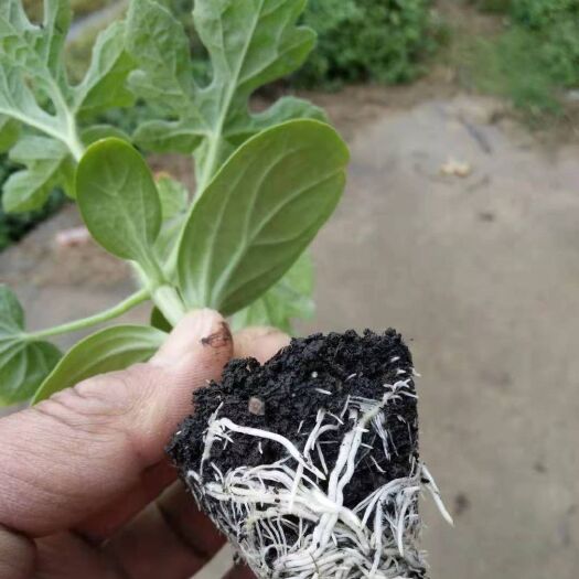 灵山县黑美人西瓜苗  广西育苗基地，产地直销，全年供应！，代育加工