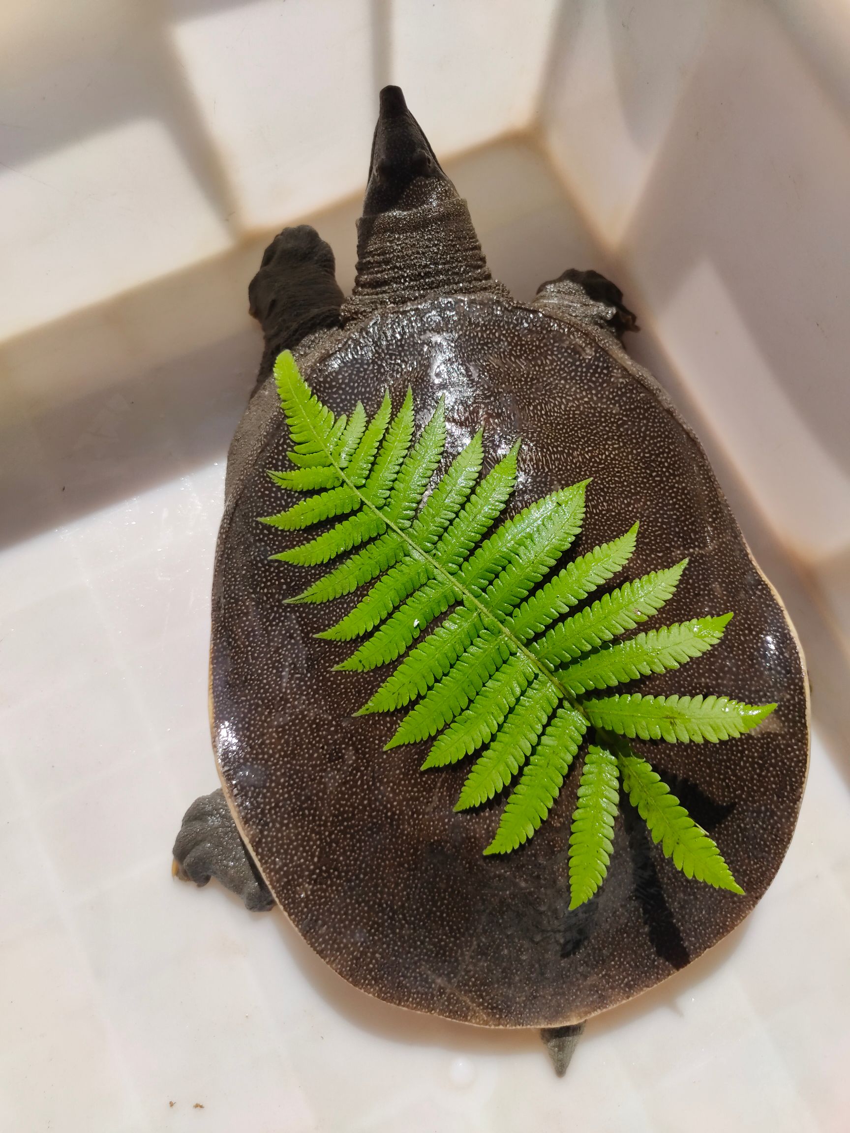 黄沙鳖  山塘放养.泉水养殖.精品甲鱼.水鱼.团鱼.王八.鳖