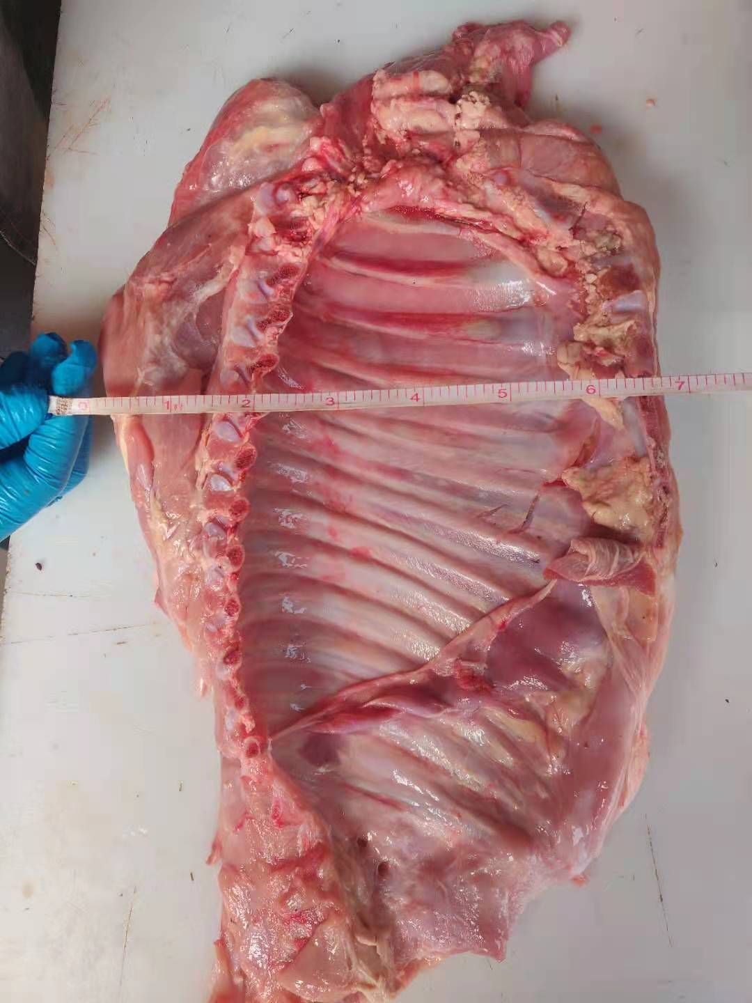 厂家直销乳牛排，一手货源，欢迎选购。