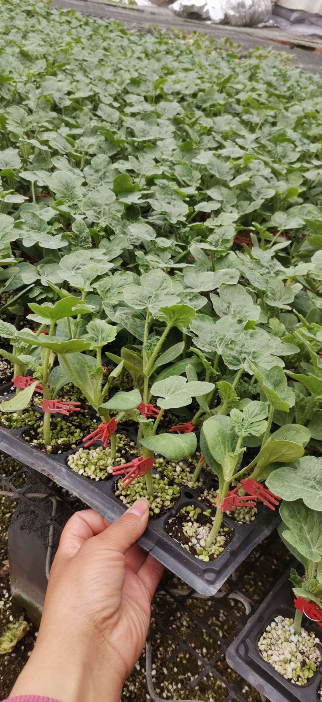 西瓜苗,西农西瓜苗，金城龙卷风西瓜苗