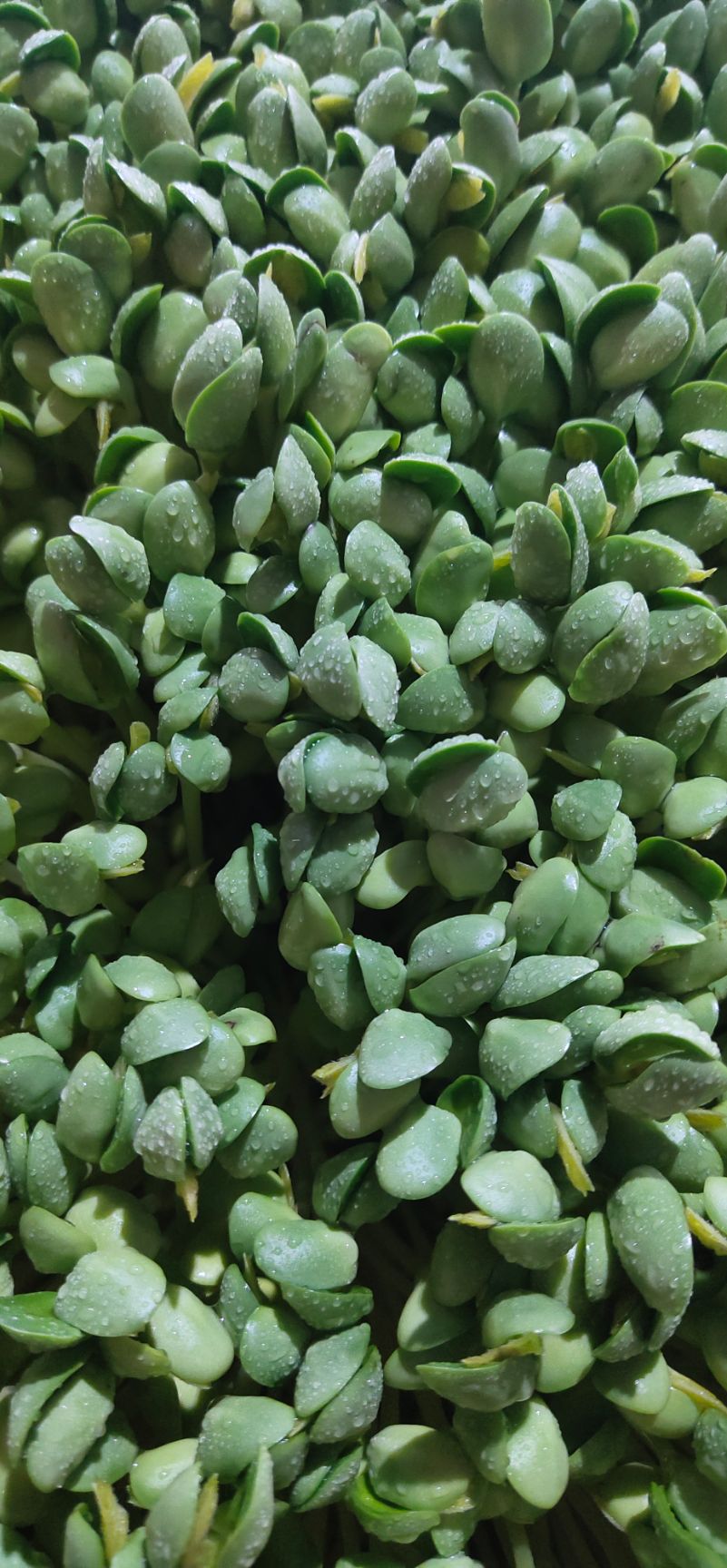 黄豆芽 土生黄豆苗，