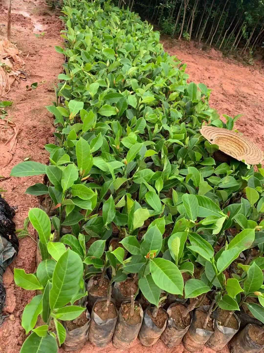 菠萝蜜苗 正品嫁接苗 四季开花结果 带土带叶发货 苗圃直销
