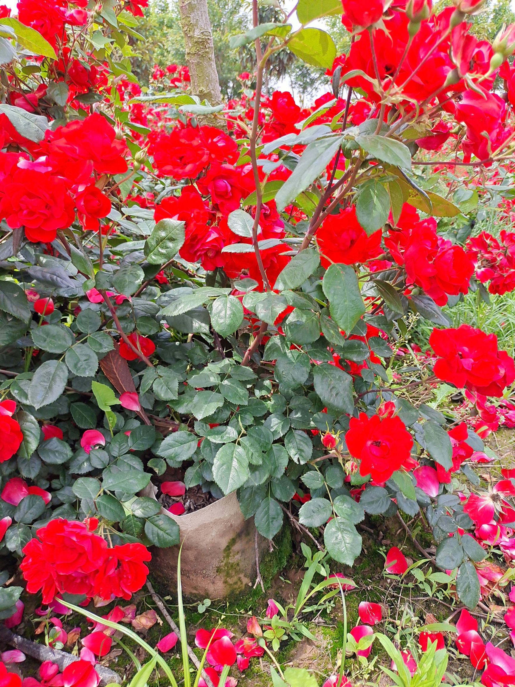 大花月季 大盆花