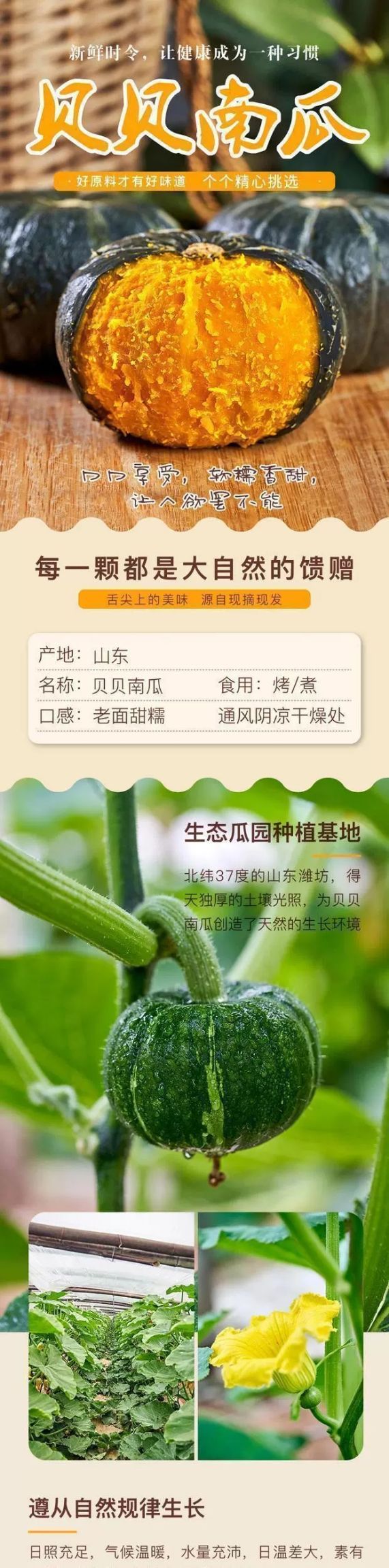 贝贝南瓜  整箱包邮粉糯香甜宝宝辅食新鲜南瓜板栗味贝贝粗粮农家老南