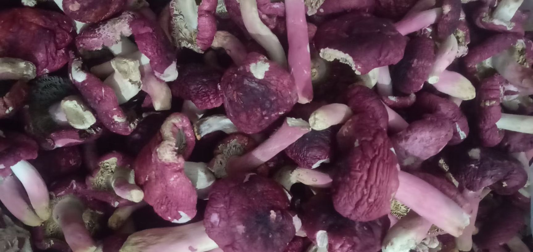 干菜 浦北长寿之乡红菇